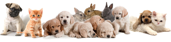 sovet-veterinarov-2017.07.jpg sovet-veterinarov-2017.07.jpg