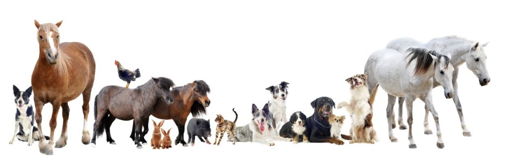 sovet-veterinarov-07.02.2017.jpg